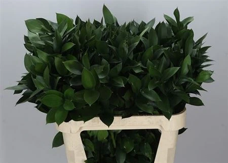 Ruskus Grof In The Box X1000 80cm • 80 cm