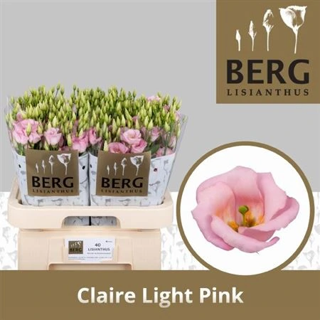 Eustóma jednoduchá Claire L Pink • 72 cm
