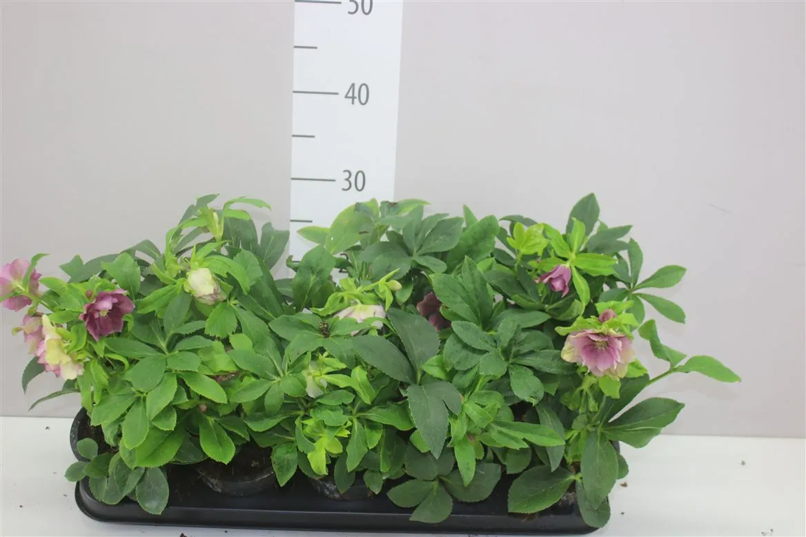 Helleborus Orientalis mix • črepník 12 cm