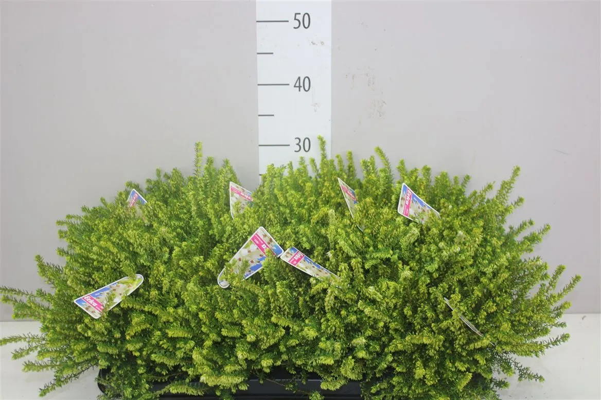 Erica Darleyensis Wit • črepník 12 cm