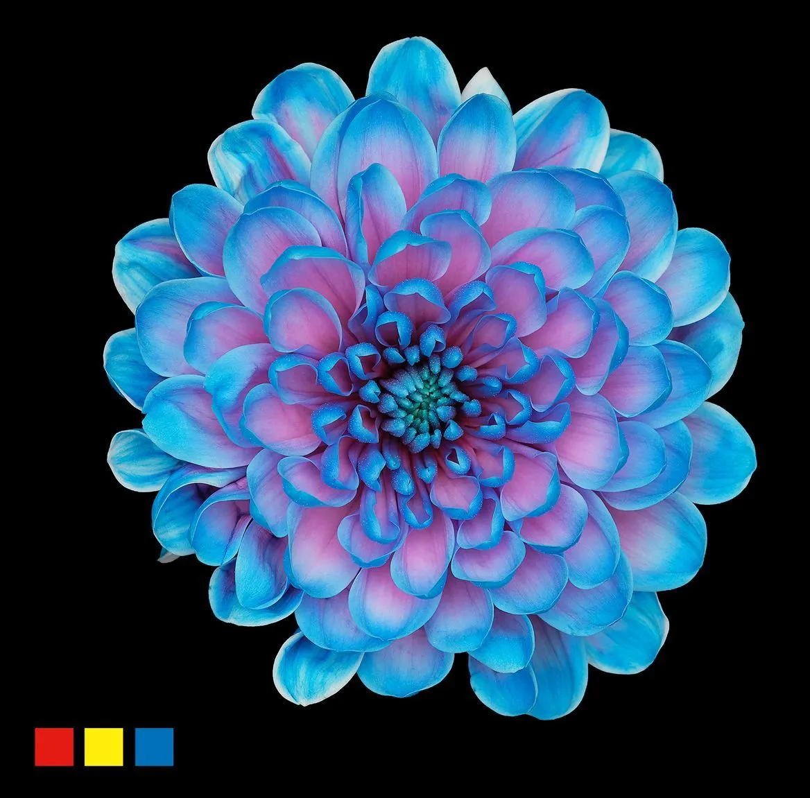 Chryzantéma trsová Altaj Bubblegum • 70 cm