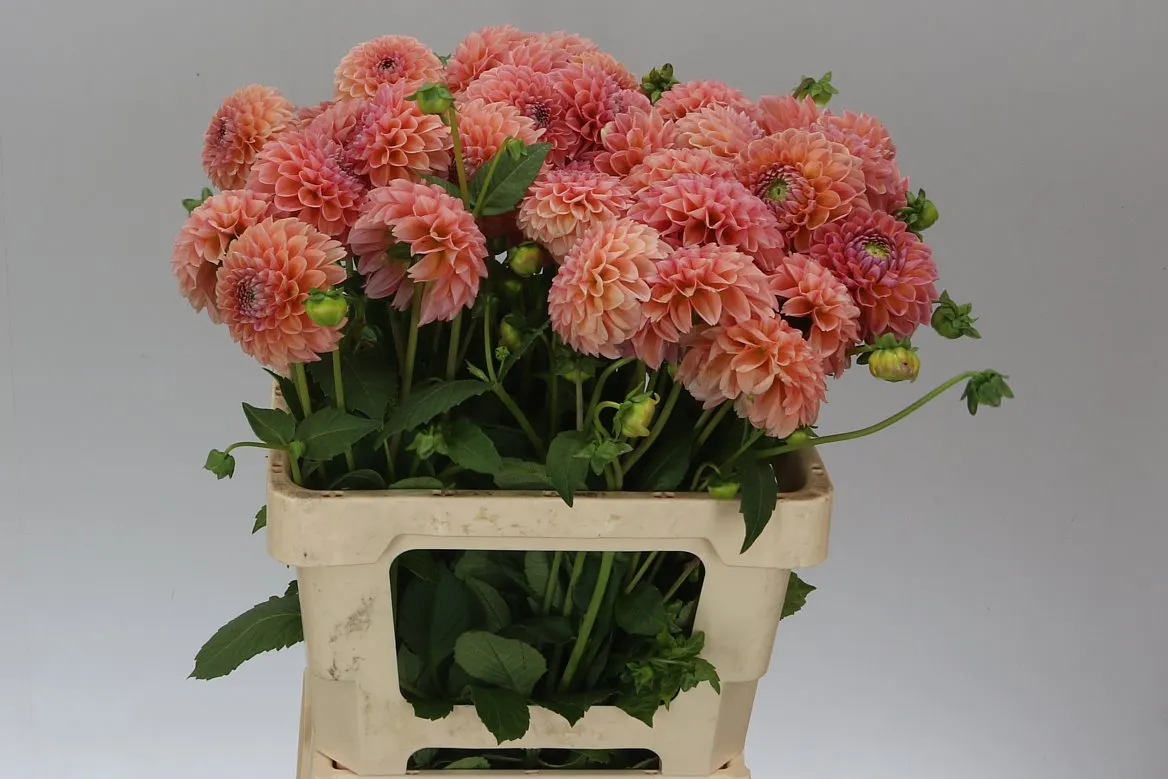Dahlia Linda's Baby Ex • 60 cm
