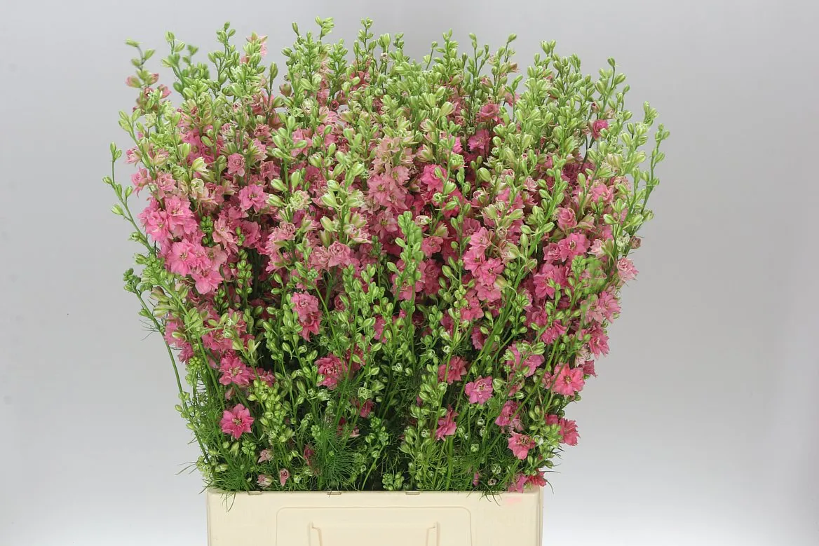 Delph Aj Pink • 80 cm