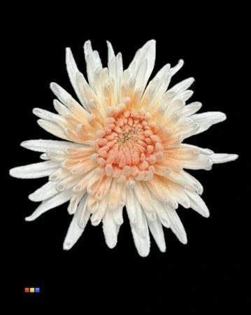 Chryzantéma veľkokvetá Marshmallow Apricot • 70 cm