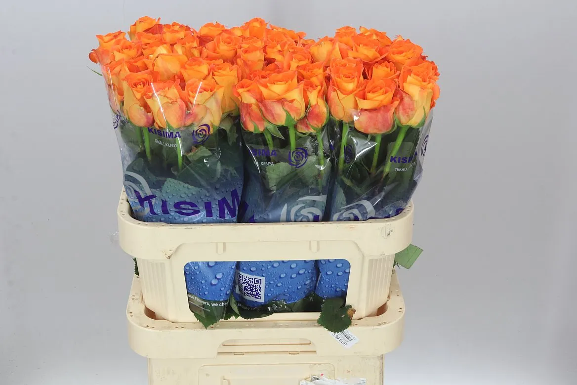 Rosa Gr Sawa • 70 cm