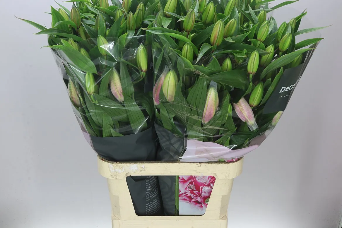 Ľalia orientálna Roselily Viola ( Double ) • 100 cm