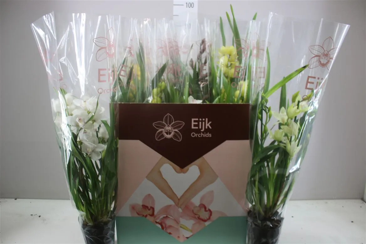 Orchidea Cymbidium mix A2, 3 výhony • črepník 14 cm