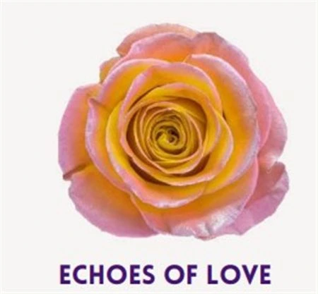 Ruža farbená Echoes Of Love, Ekvádor • 50 cm
