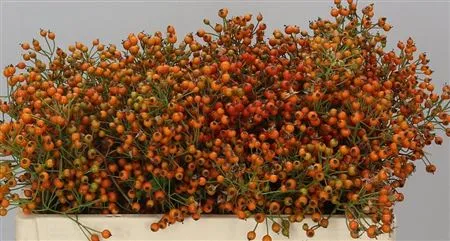 Rozenbottel Prinsberry Oran • 60 cm