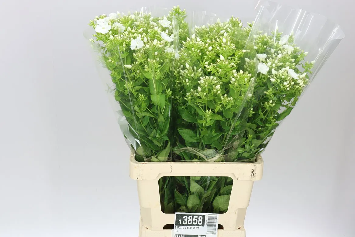 Flox Danielle White • 60 cm