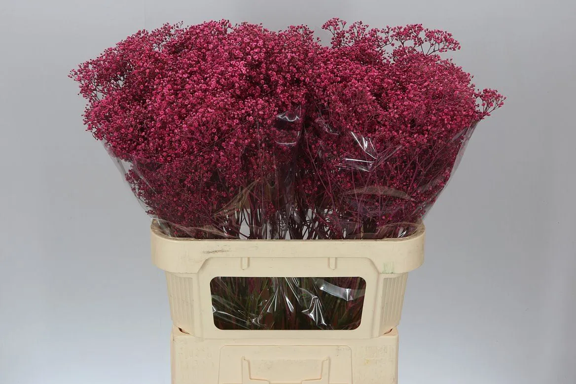 Gypsofila Million Star farbená Cerise