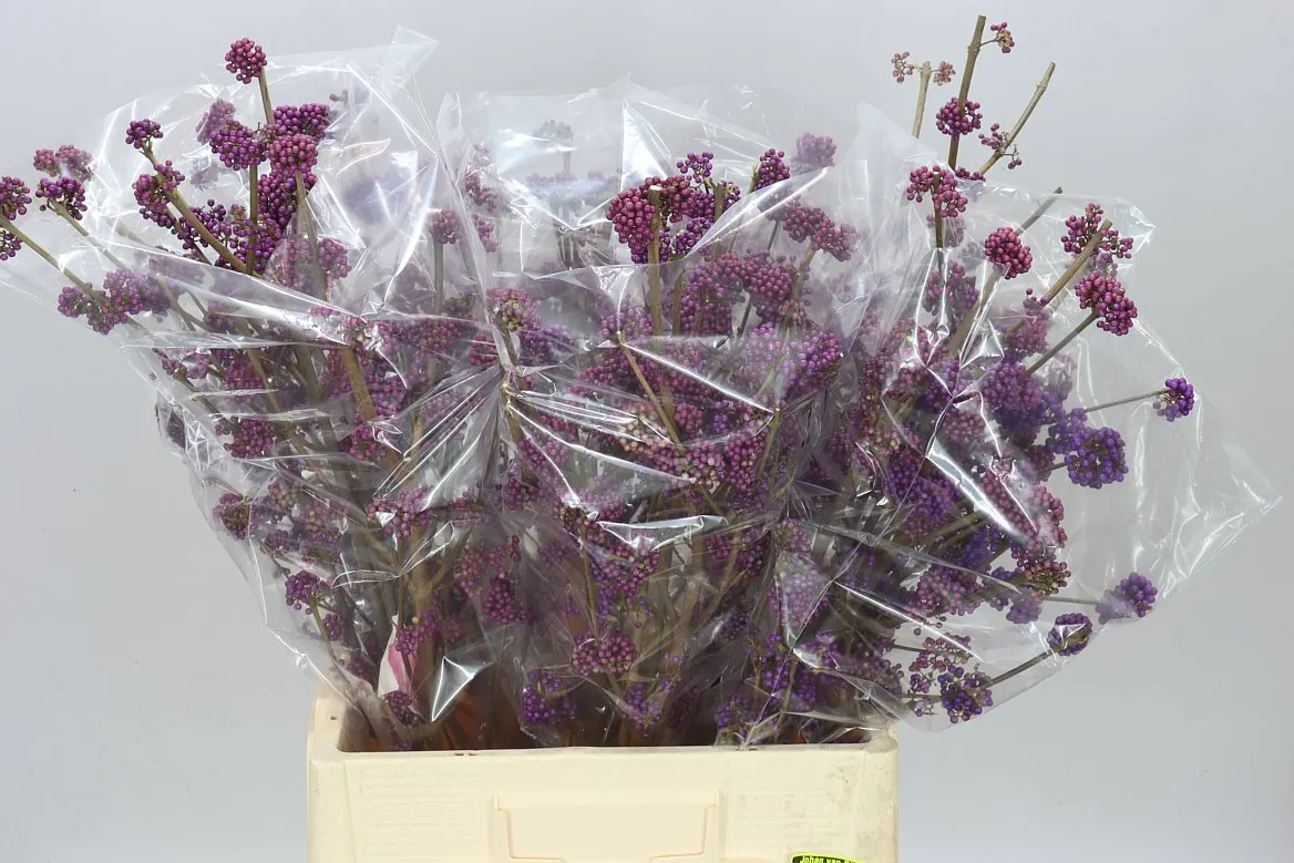 Callicarpa Bod Profusion • 60 cm