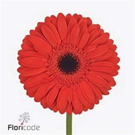 Gerbera Lady Red • 45 cm