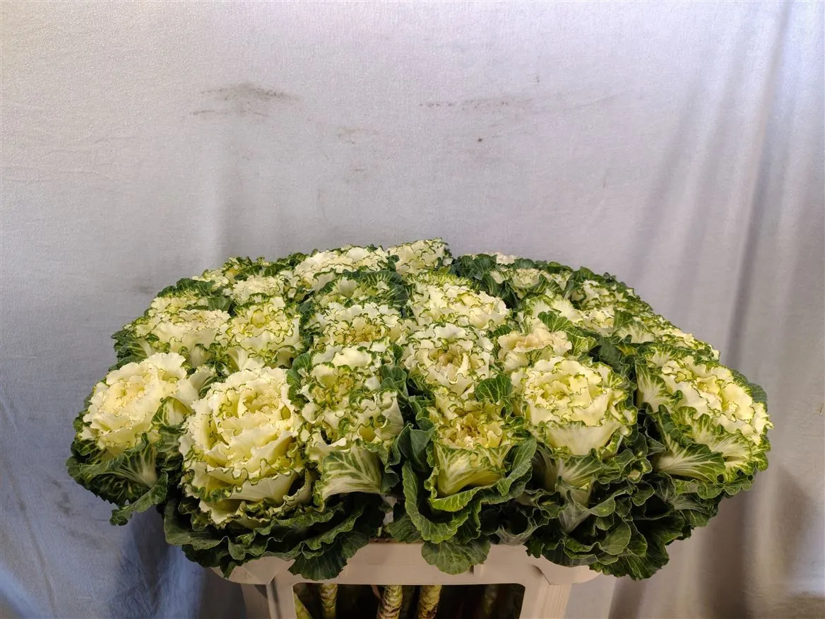 Okrasná kapusta White Lady • 70 cm
