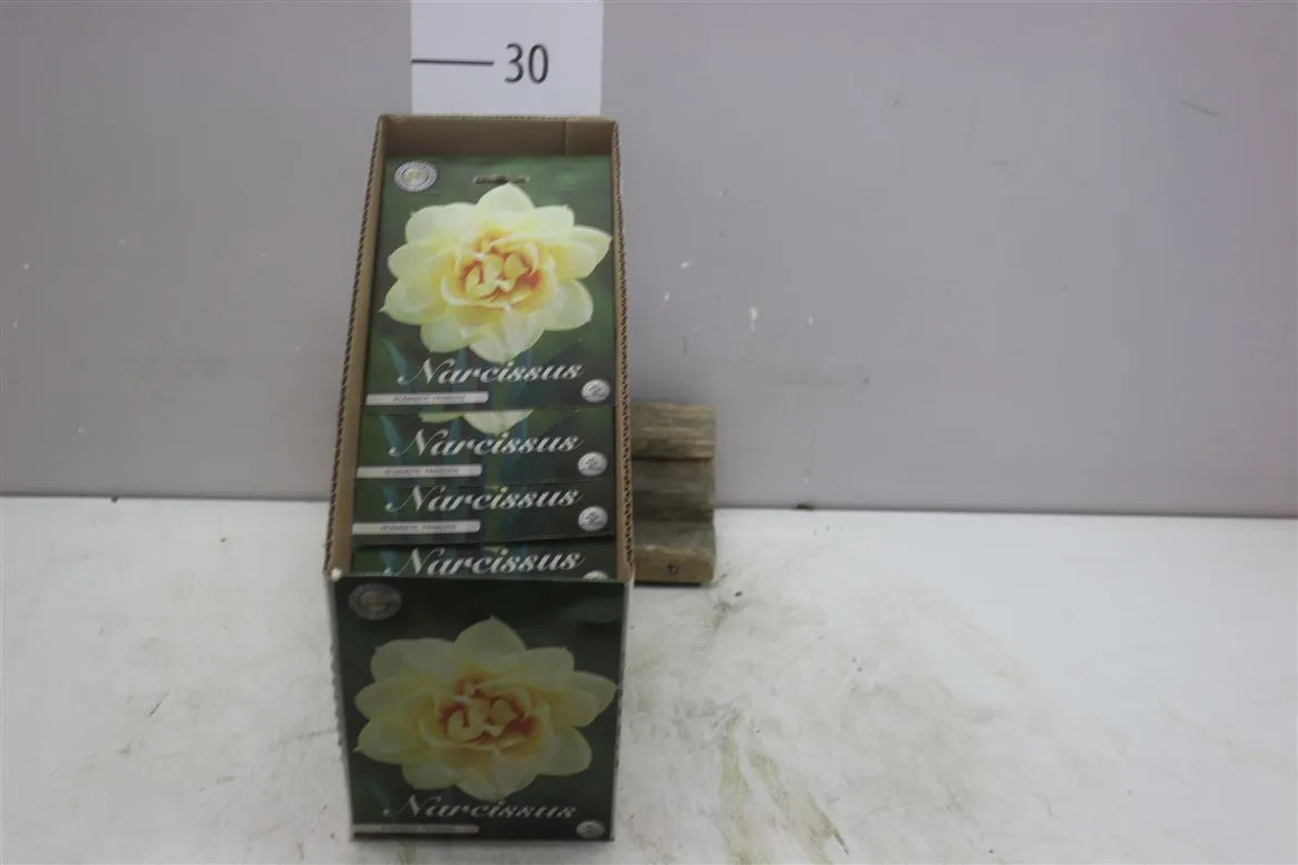 Bol Narcis Double Romantic Paradise X5