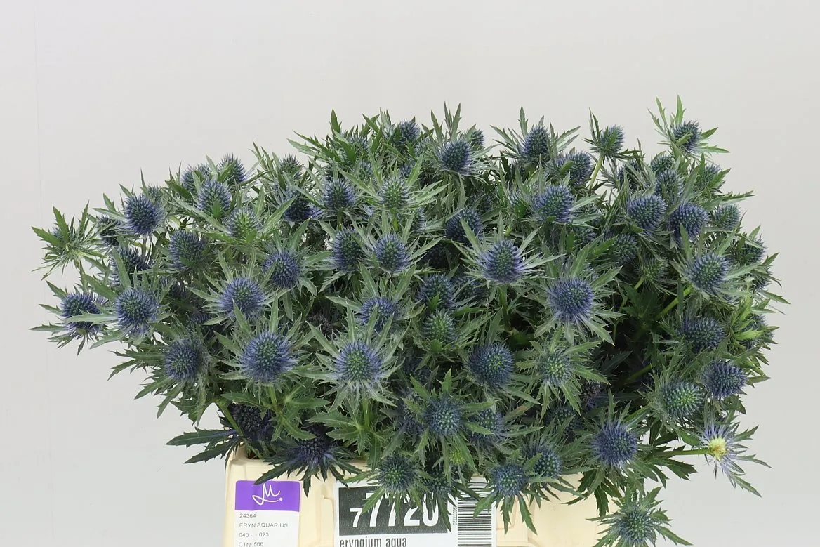 Eryngium Aqua • 40 cm