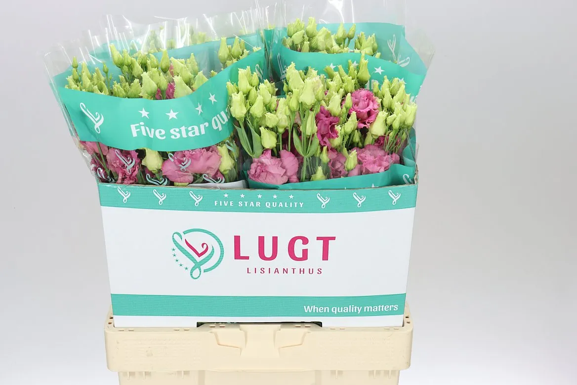 Eustóma plnokvetá Alissa Rose Pink X50 • 72 cm