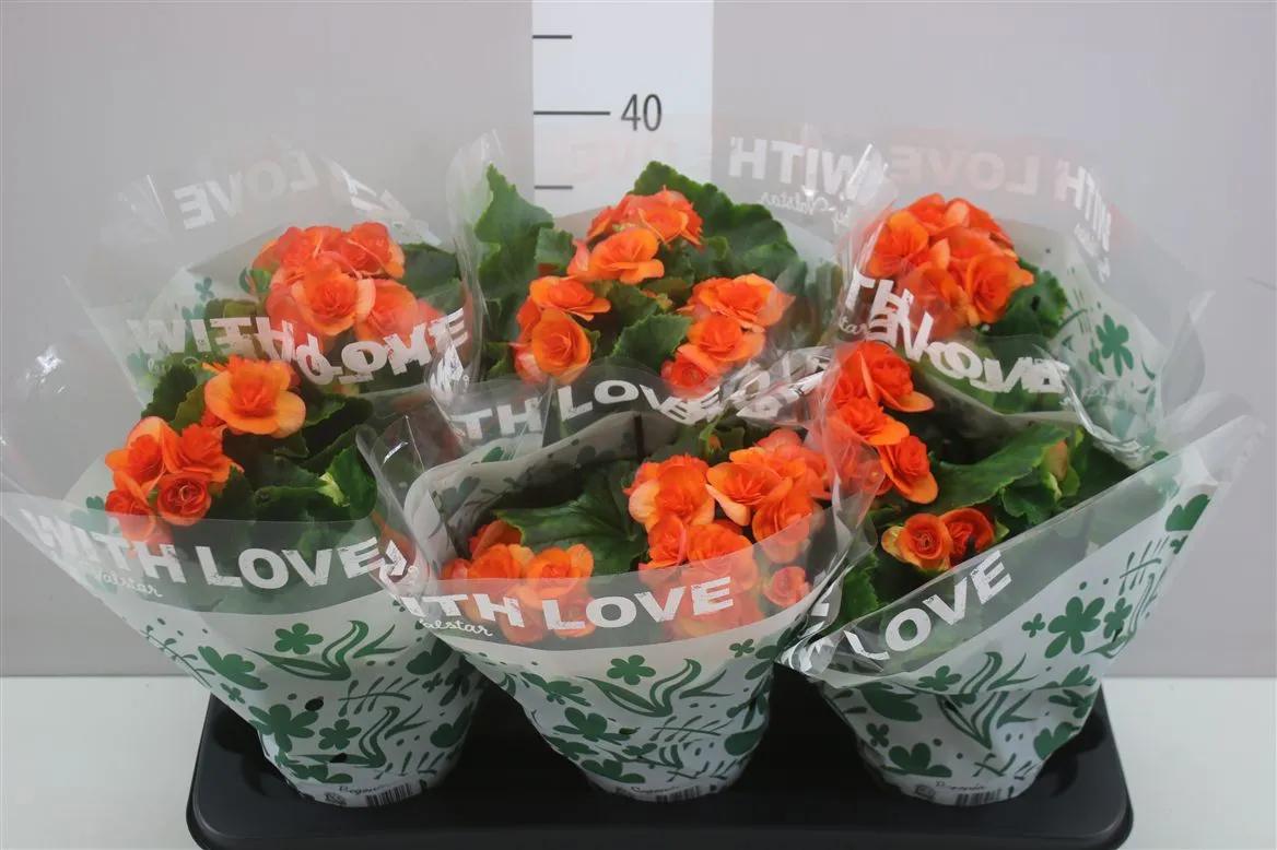 Begonia Du Oranje • črepník 13 cm