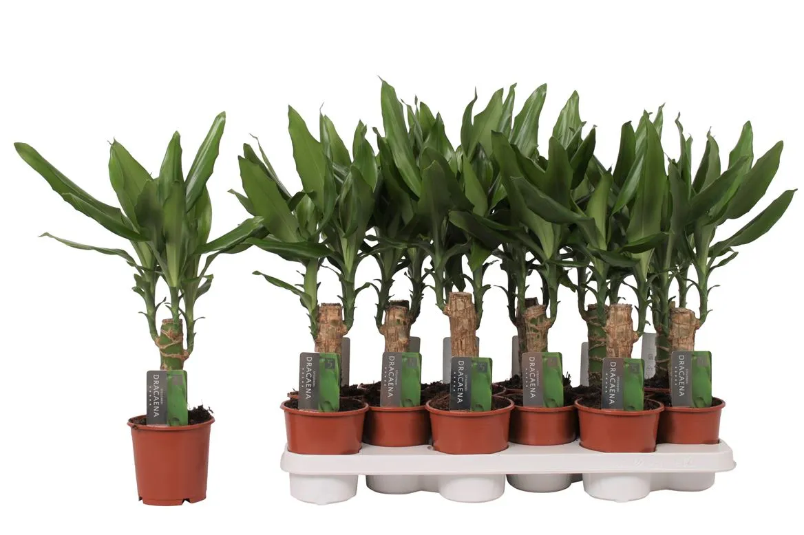Dracaena Steudneri 1 Stam • črepník 11 cm