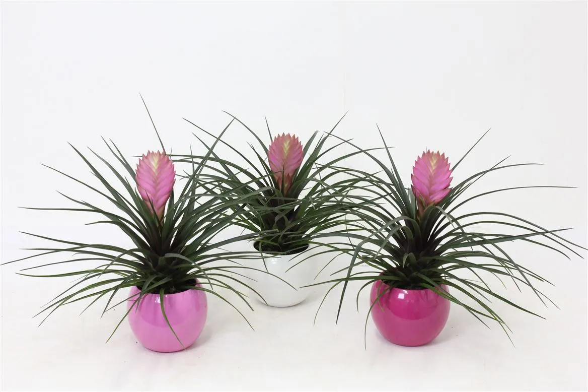 Tillandsia In Lisa Bolpot • črepník 11 cm