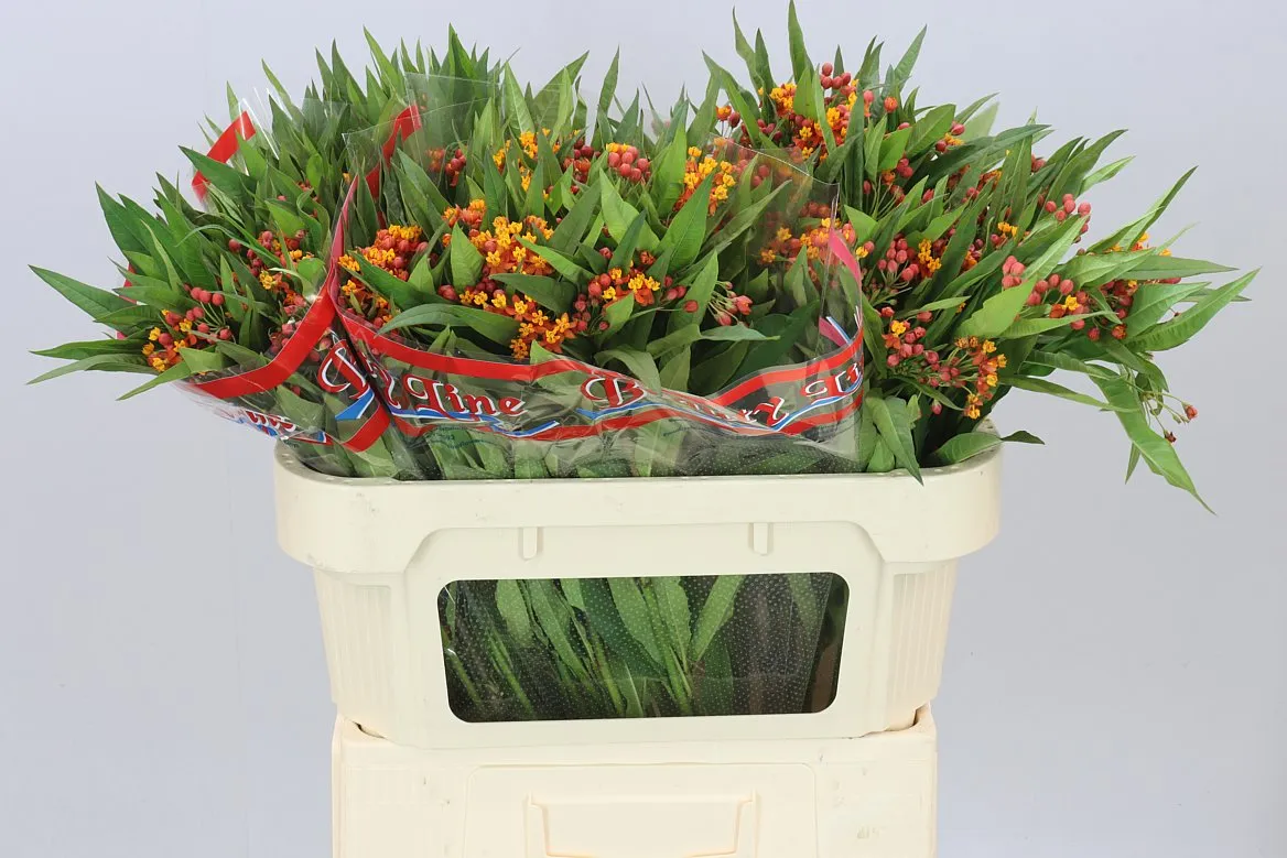 Asclepias Incarnata Orange • 70 cm