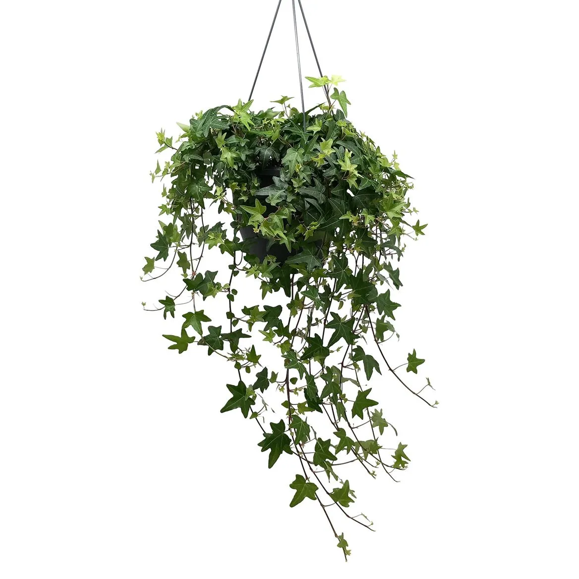 Hedera He Groen Hang • črepník 19 cm
