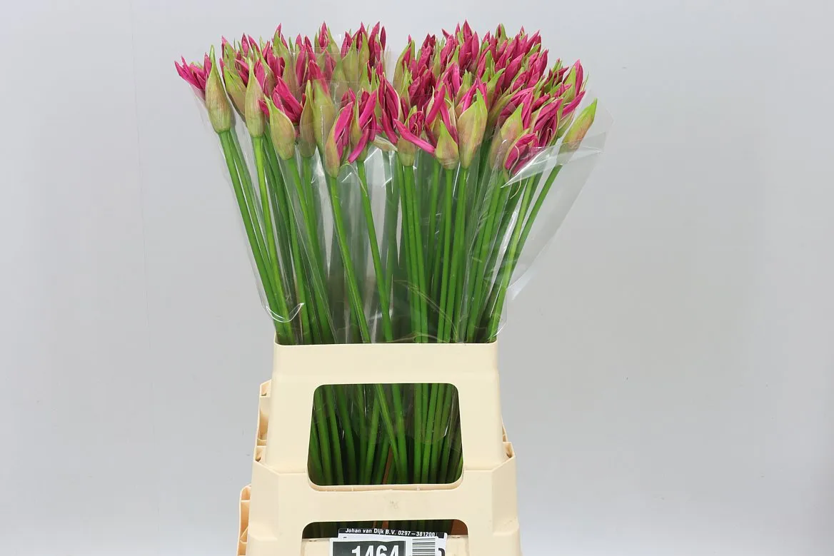 Nerine Bo Bas Van Roon • 70 cm