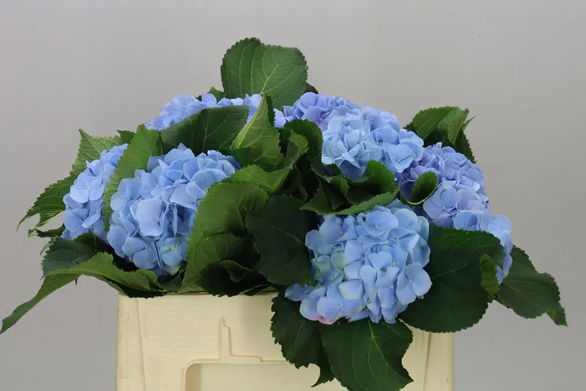 Hortenzia Verena Blue Pale • 50 cm