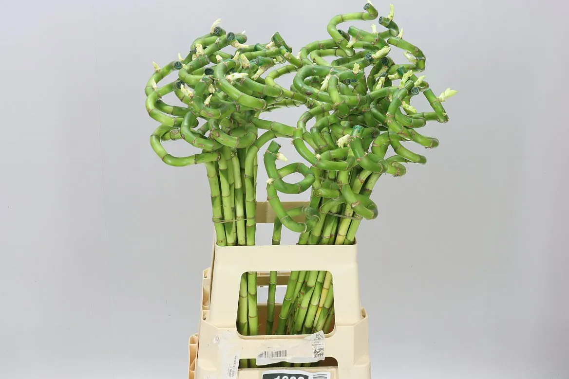 Lucky Bamboo Twisted • 70 cm