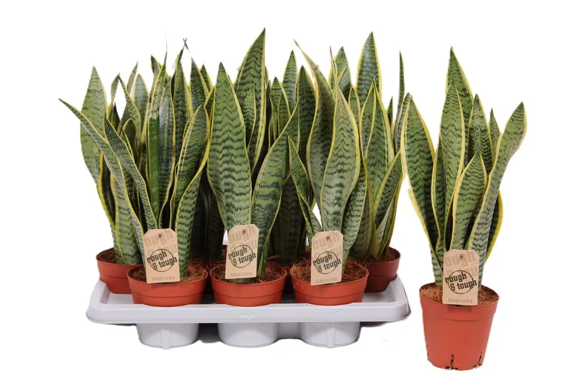 Sansevieria Laurentii • črepník 14 cm