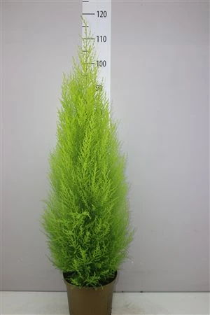 Cupressus Wilma • črepník 23 cm
