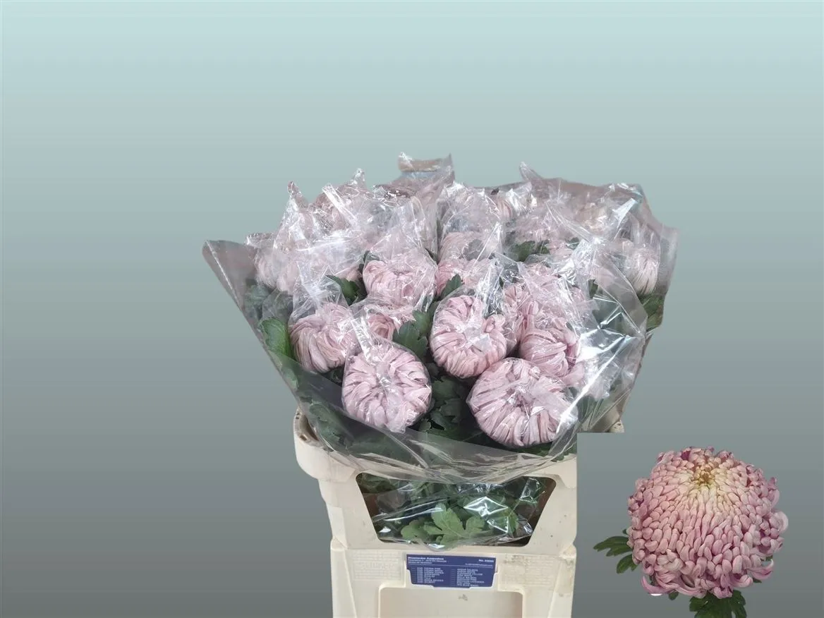 Chr G Vienna Pink • 80 cm