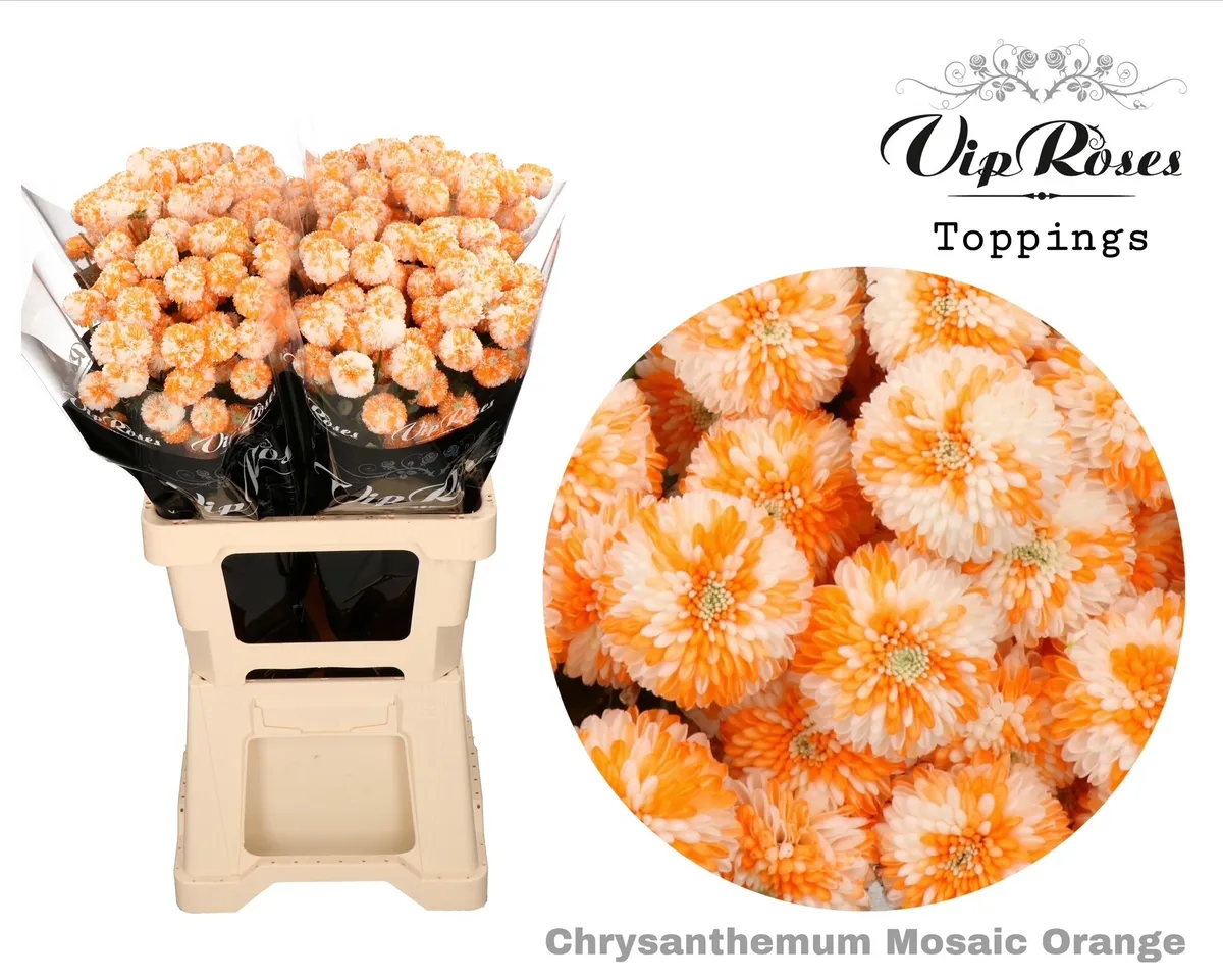 Chryzantéma trsová Mosaic Orange • 60 cm