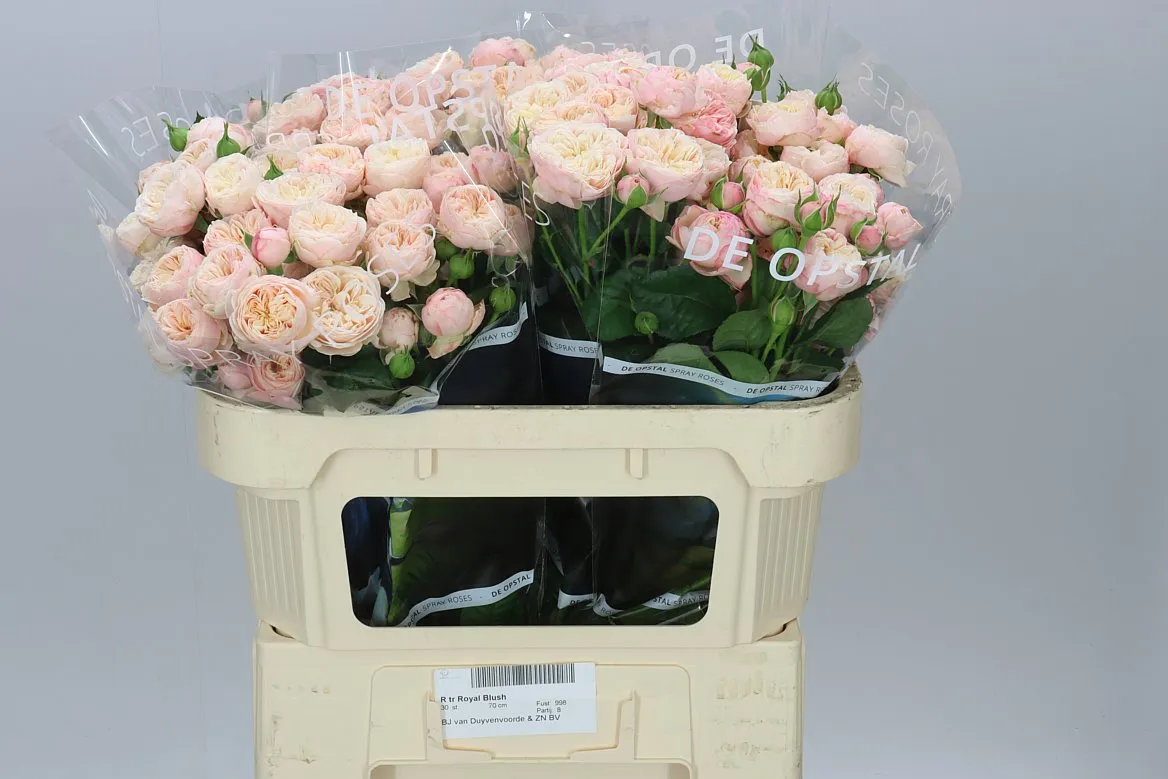 Rosa Tr Royal Blush • 70 cm