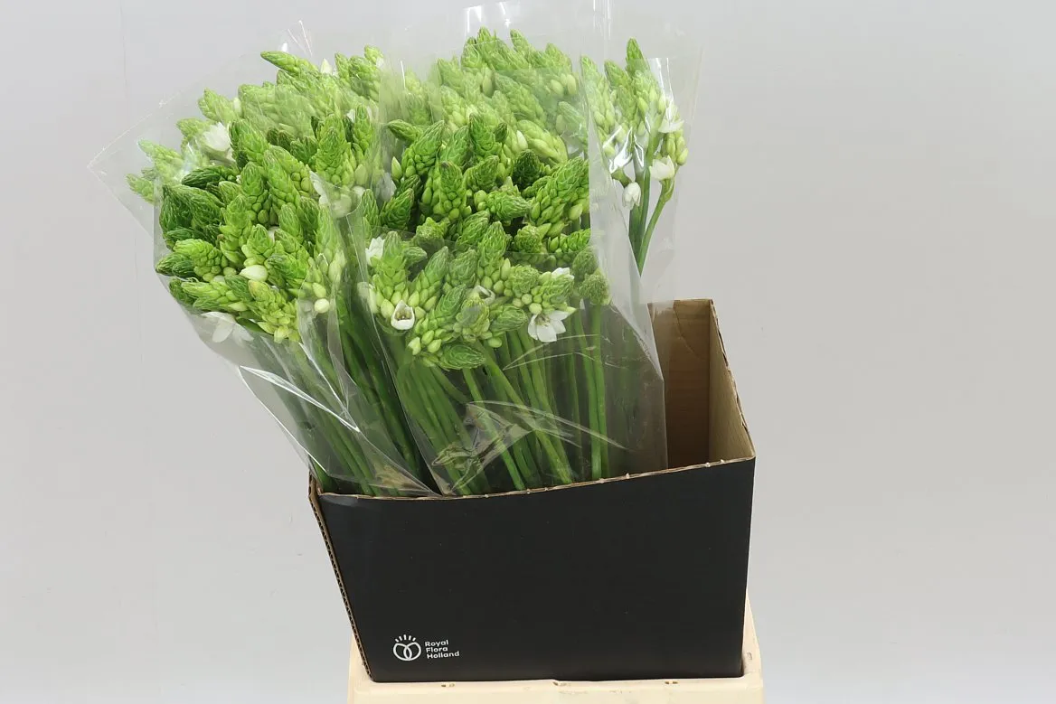 Ornithogalum Thyrsoides • 60 cm