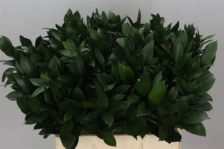 Ruskus Groot In The Box X1000 • 60 cm