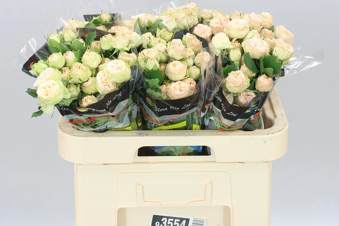 Rosa Tr Gen Trendsetter X5 • 60 cm