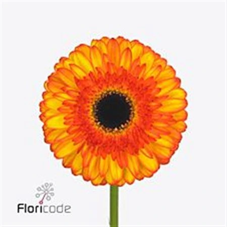 Gerbera Spotlight • 45 cm