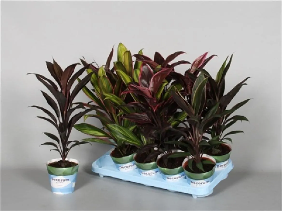 Cordyline mix • črepník 12 cm