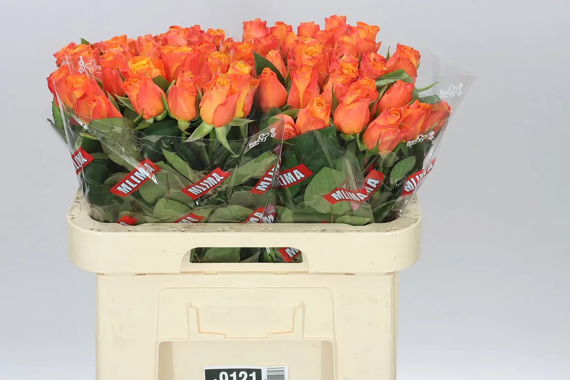 Rosa Gr Confidential • 60 cm