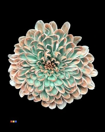 Chryzantéma trsová Altaj Tropicana • 70 cm
