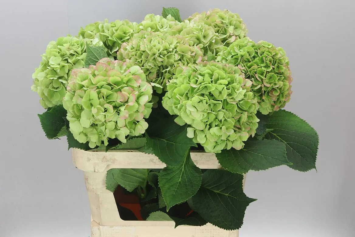 Hortenzia Heaven Classic Pinky • 80 cm