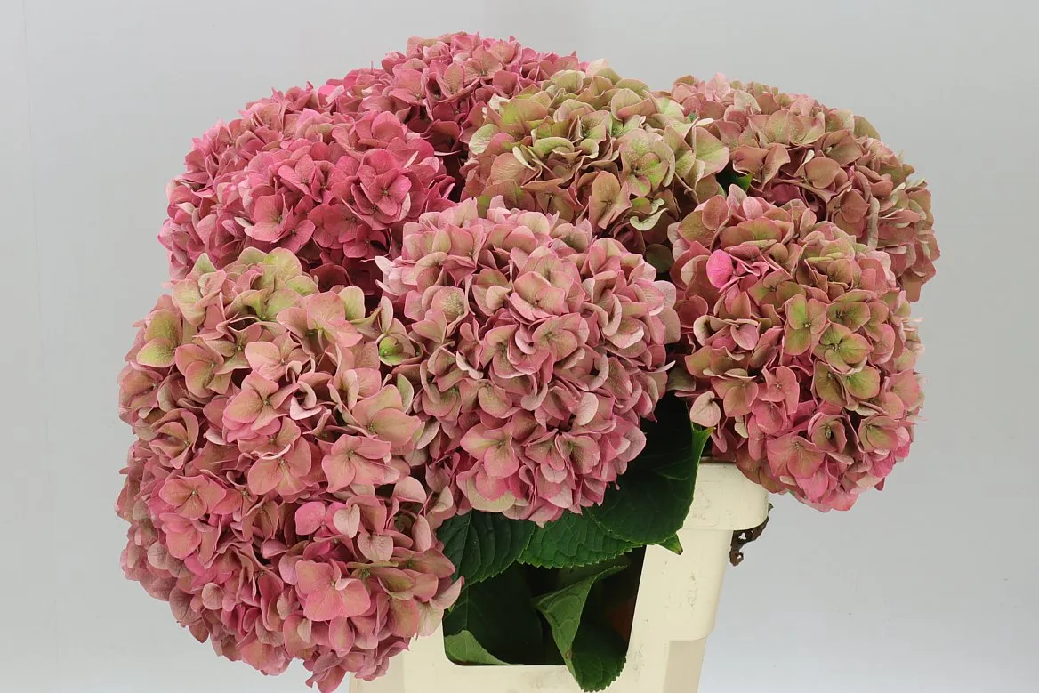 Hyd Rodeo Cerise Classic • 60 cm