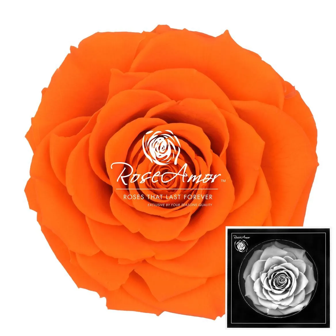 Stabilizovaná ruža Bonita ⌀ 9 cm, oranžová ORA02