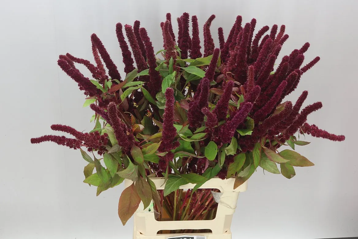 Amarant Cr Red Cathedral • 75 cm