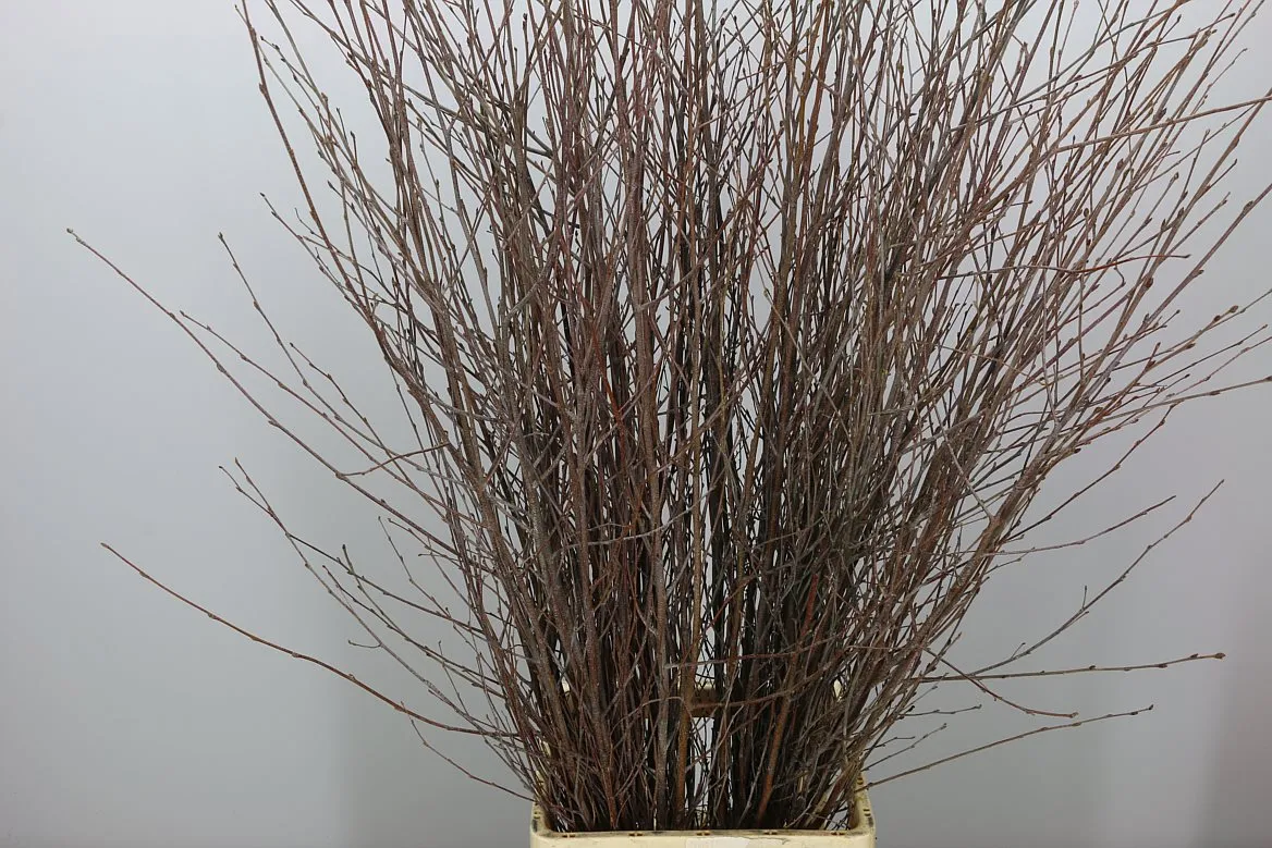 Breza Naturel • 120 cm