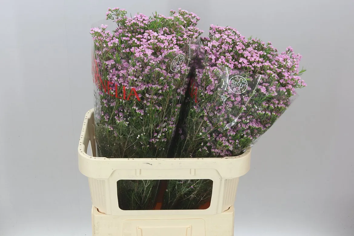 Voskovka Pink Pirouette • 80 cm