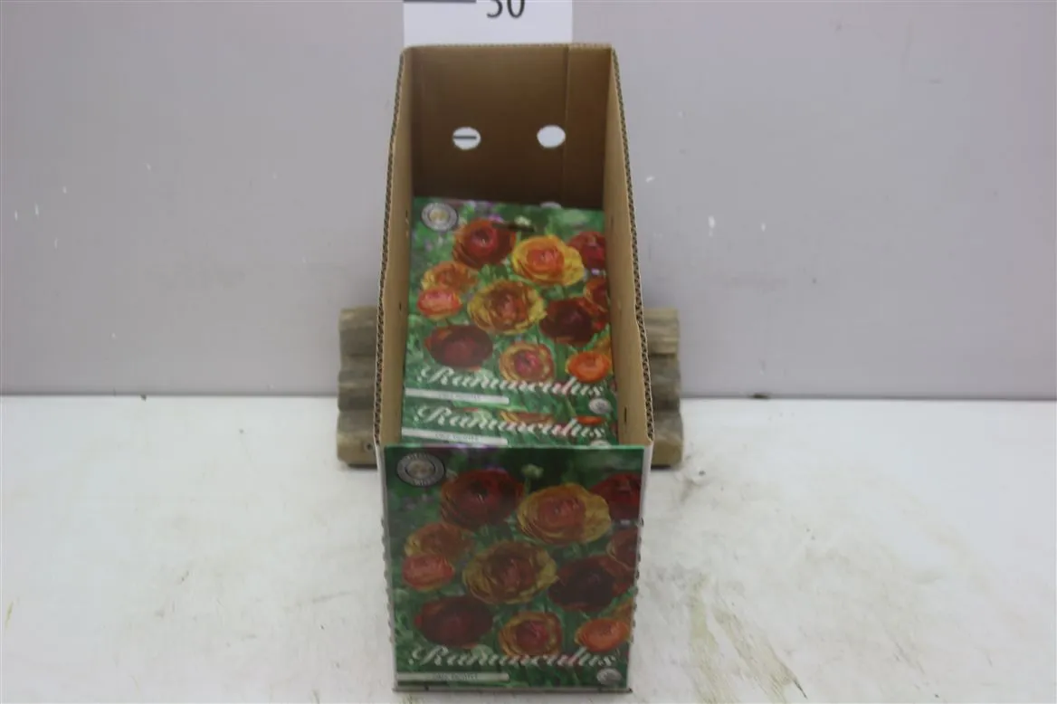 Bol Ranunculus Picotee Cafe X10