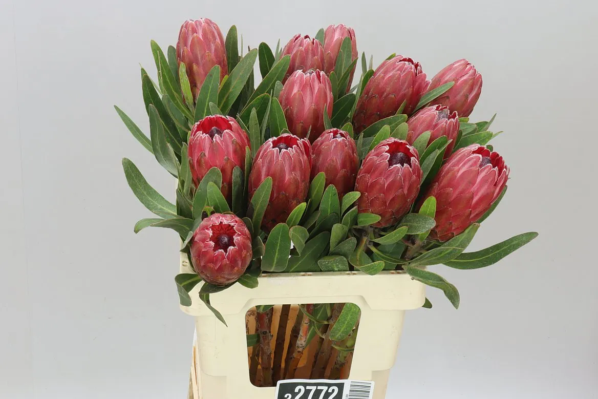 Protea Red Ice • 60 cm