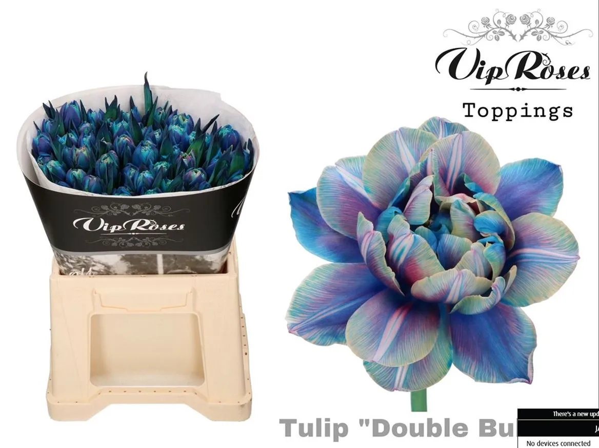 Tulipa Vip Du Double Bubble